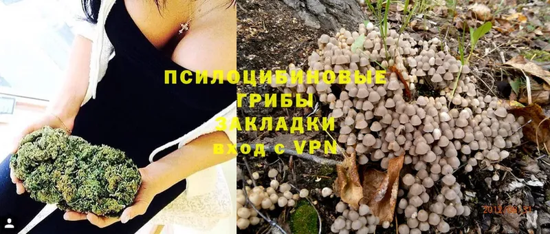 магазин продажи   Гдов  Псилоцибиновые грибы Psilocybine cubensis 